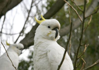 Cockatoos