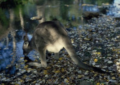 Drinking Wallaby