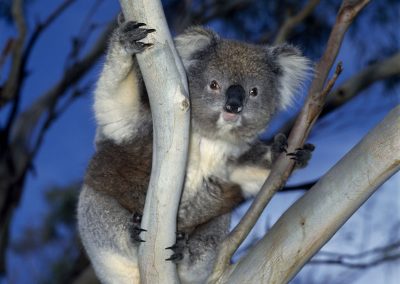 Forest Koala