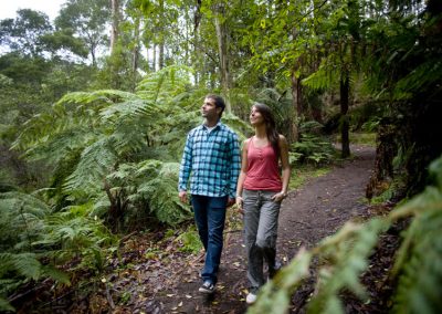Otways Forest Walks