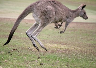 Anglesea Golf Course Kangaroo Tour