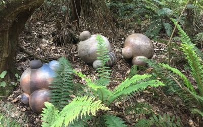 We welcome Graeme Wilkie to the Zaborin forest walking track