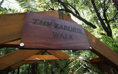 Self-guided Forest Therapy Walk