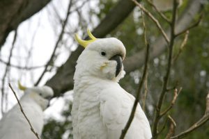 Cockatoos