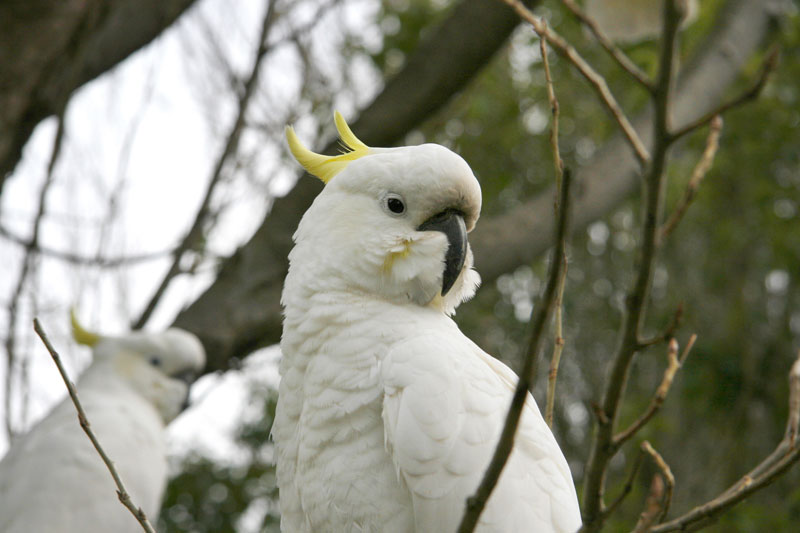 Cockatoos