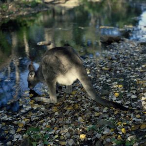 Drinking Wallaby