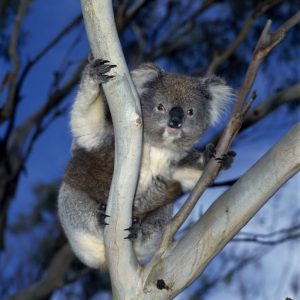 Forest Koala
