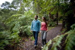 Otways Forest Walks
