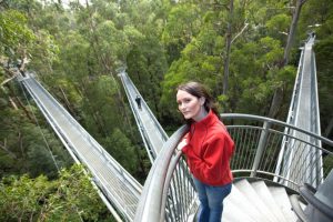 The Otway Fly 3 Staircases