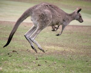 Anglesea Golf Course Kangaroo Tour
